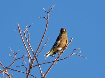 Tue, 1/10/2023 Birding report at Nagahama Park