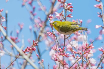 メジロ 明石公園 2018年3月22日(木)