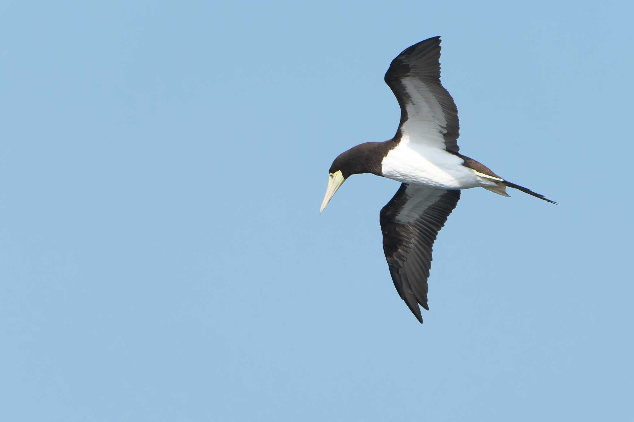 Brown Booby