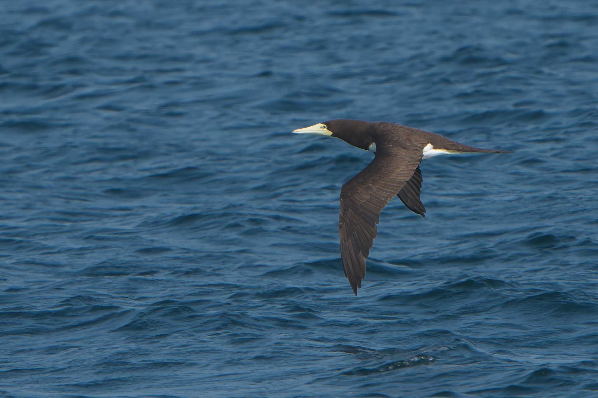 Brown Booby