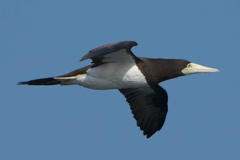 2023年1月2日(月) 谷山港の野鳥観察記録