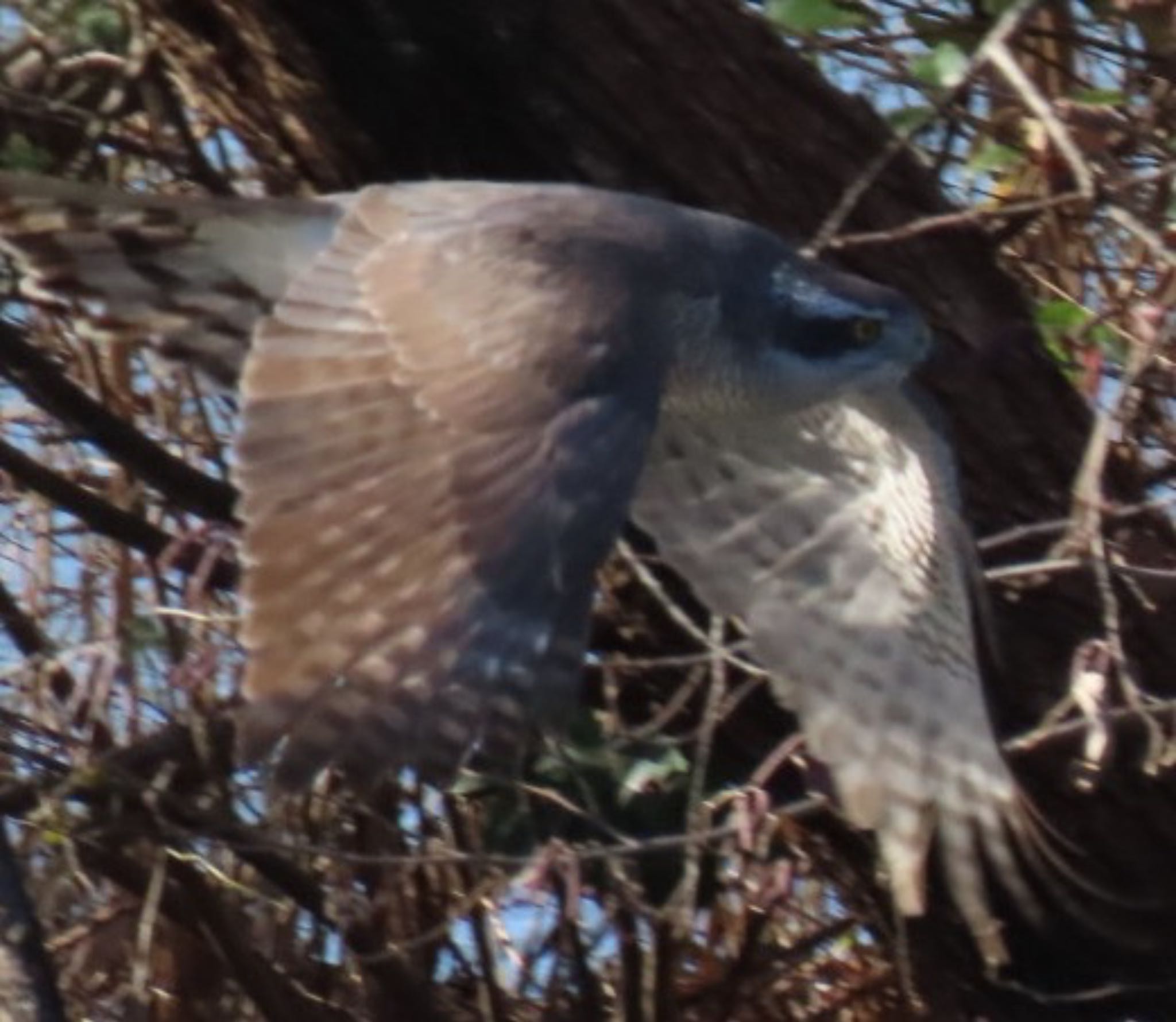 Photo of Eurasian Goshawk at Mizumoto Park by toritoruzo 