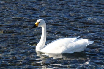 Tundra Swan 御宝田遊水池 Mon, 1/2/2023