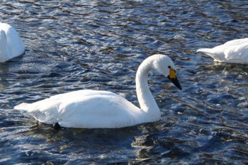 Tundra Swan 御宝田遊水池 Mon, 1/2/2023