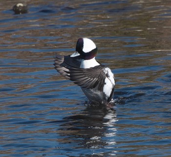 Bufflehead 東京都多摩地域 Sat, 1/7/2023