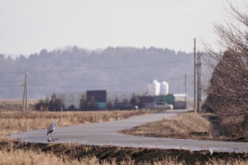 Grey Heron 河北潟 Sat, 1/7/2023