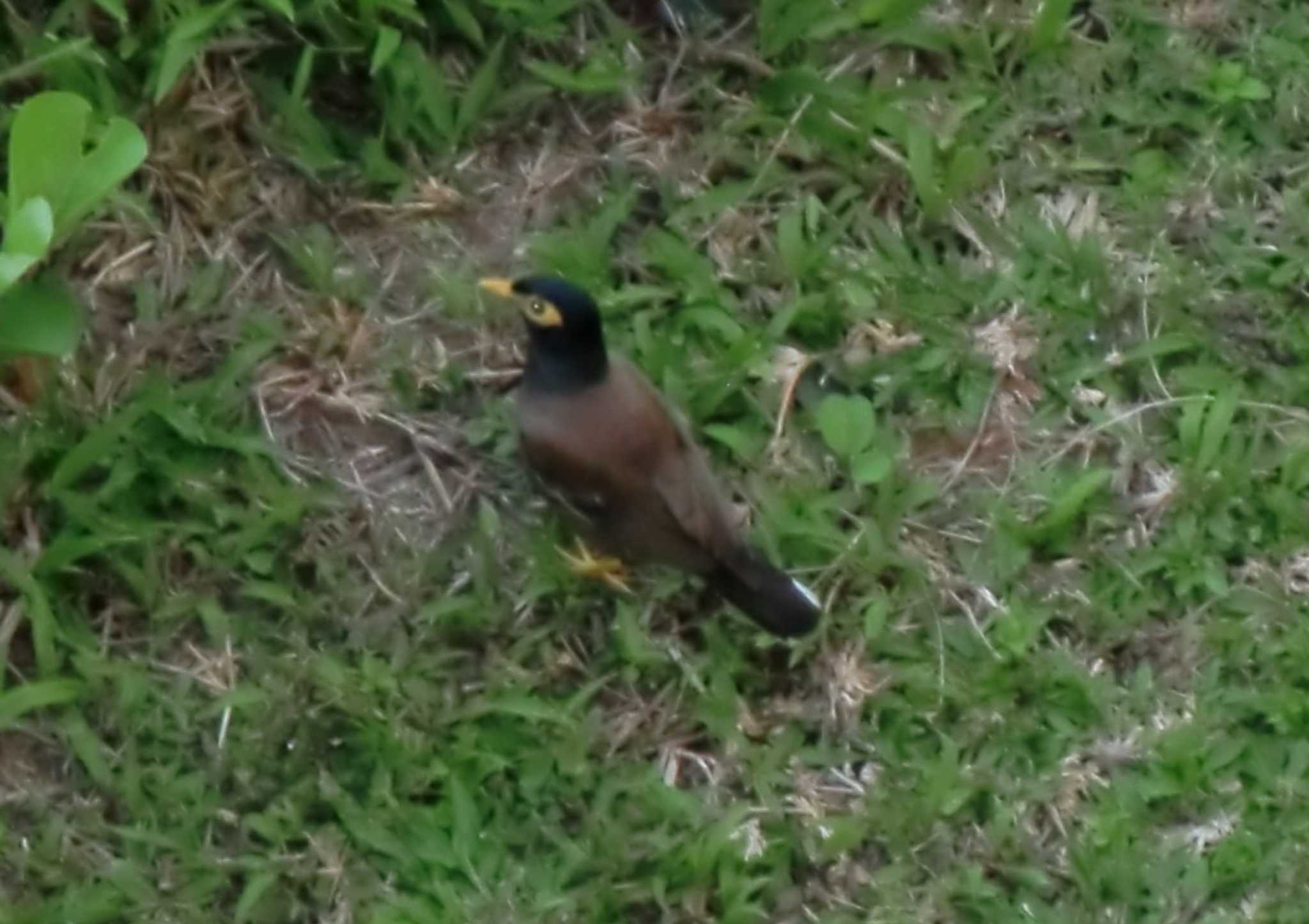 Photo of Common Myna at プーケット県 by ネジ