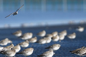 Grey Plover 千葉県 Sun, 3/25/2018