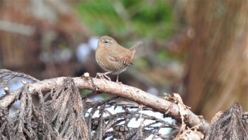 2023年1月9日(月) 下田公園(青森県おいらせ町)の野鳥観察記録