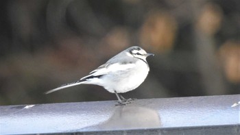 ハクセキレイ 下田公園(青森県おいらせ町) 2023年1月9日(月)