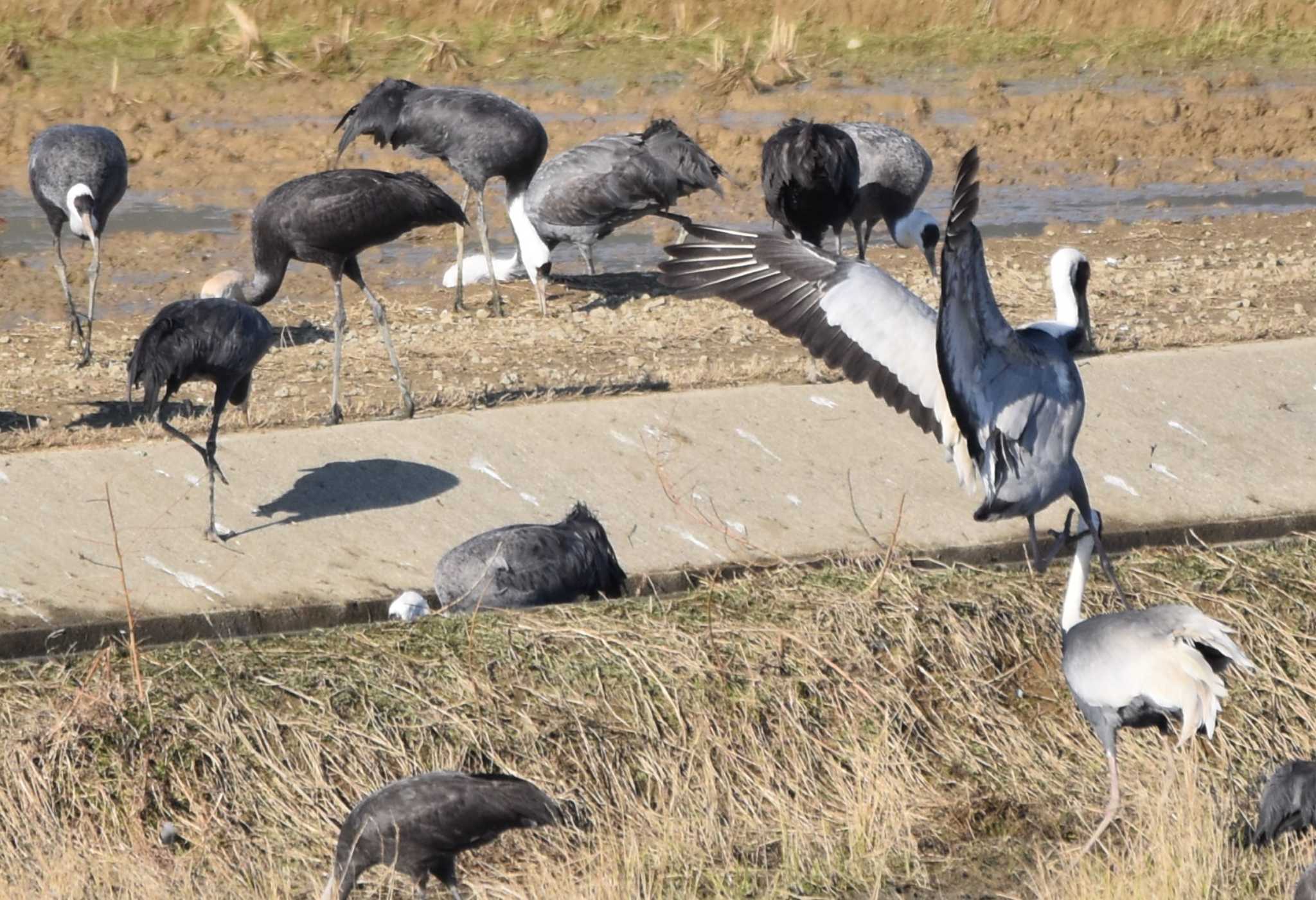 Photo of White-naped Crane at Izumi Crane Observation Center by みやさん