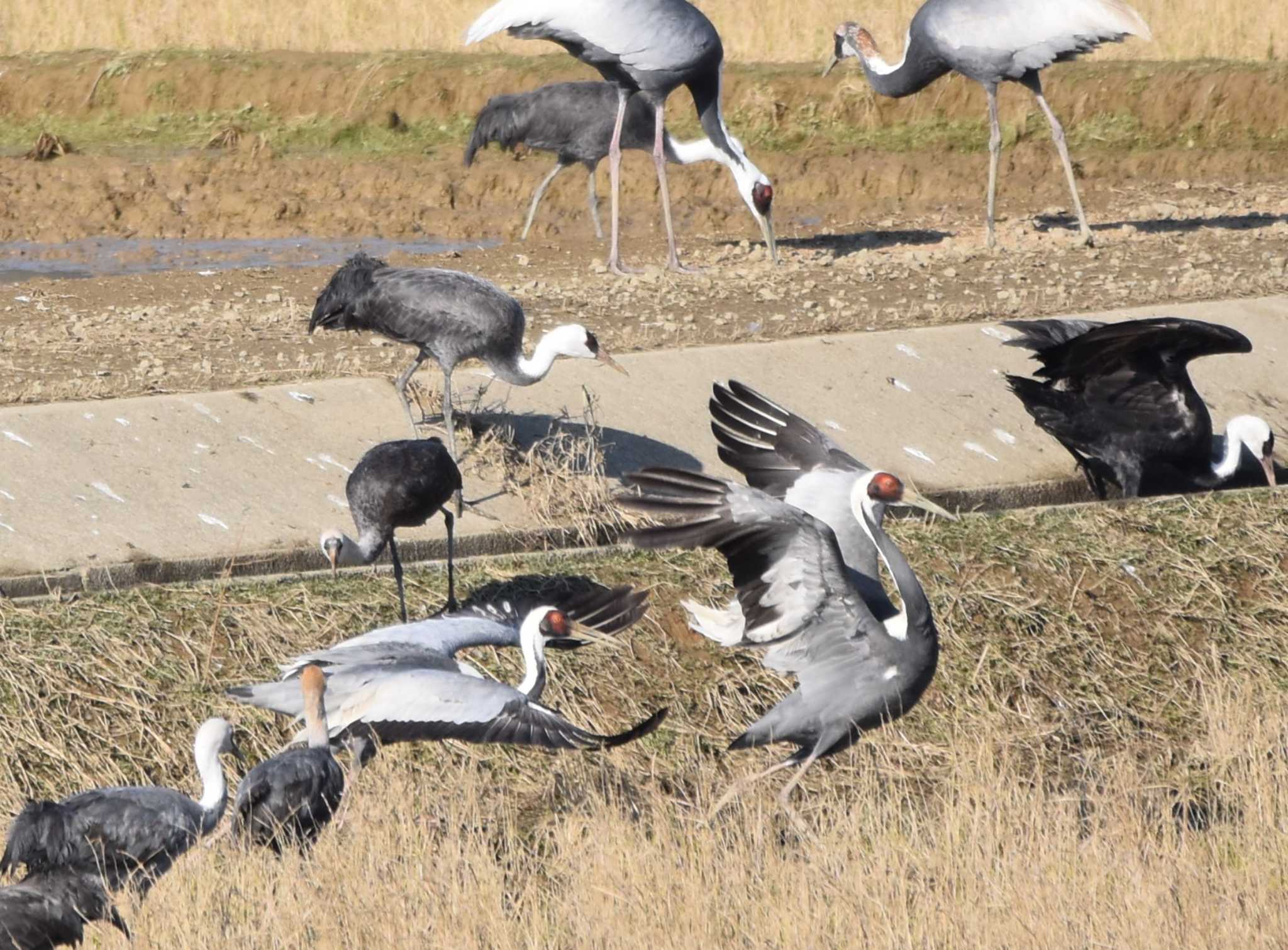 White-naped Crane