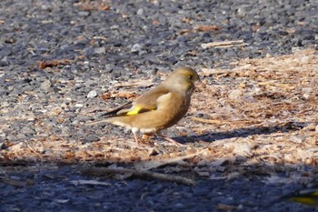 Grey-capped Greenfinch 東京都 Sat, 1/7/2023