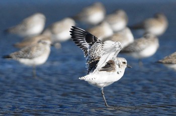 Grey Plover 千葉県 Sun, 3/25/2018