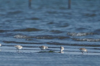 ミユビシギ 千葉県 2018年3月25日(日)