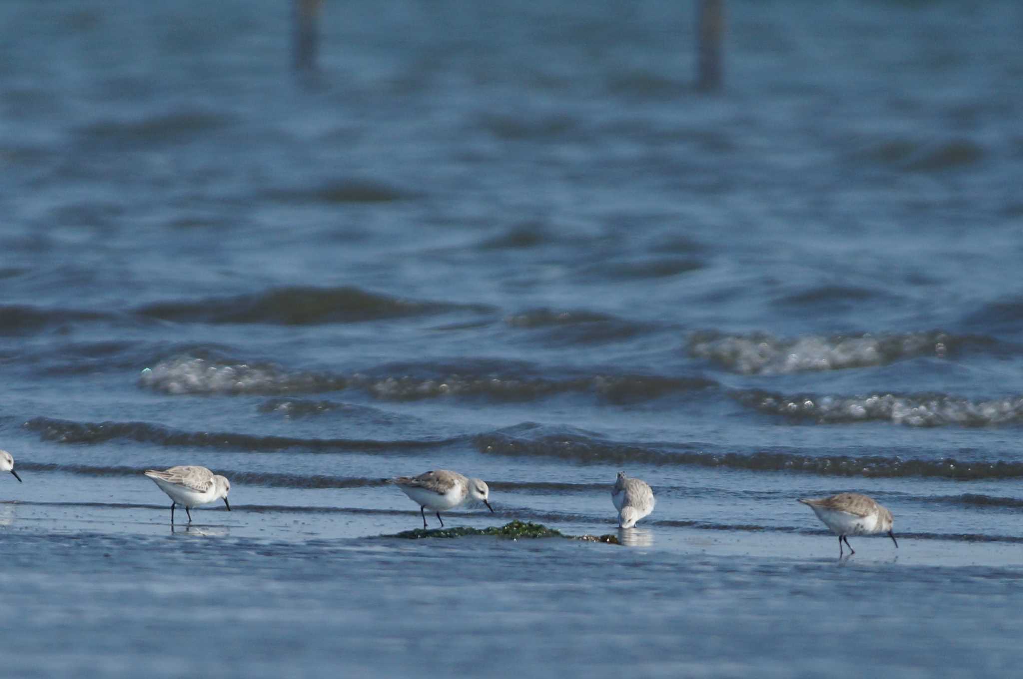 Photo of Sanderling at 千葉県 by bea