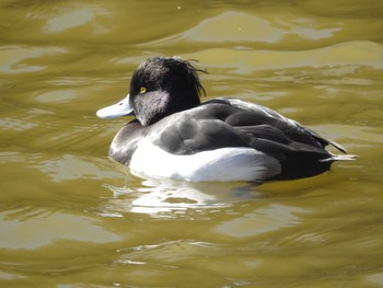 Tufted Duck 都筑中央公園 Tue, 1/10/2023