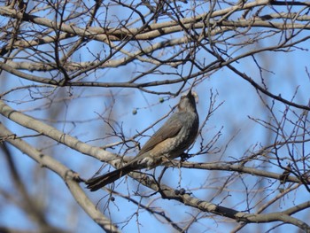 Brown-eared Bulbul 多摩区 Tue, 1/10/2023