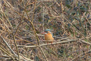 Common Kingfisher 福岡県大野城市牛頸ダム Fri, 1/6/2023