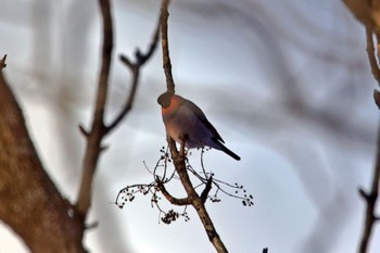 Eurasian Bullfinch 千歳市 Sat, 1/7/2023