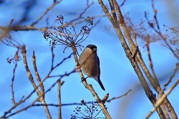 Eurasian Bullfinch 千歳市 Sat, 1/7/2023