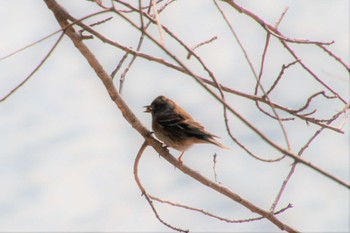 Brambling 長崎県大村市野岳湖 Thu, 1/5/2023