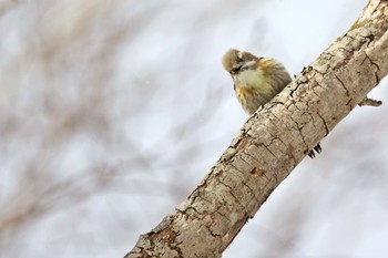 Japanese Pygmy Woodpecker 千歳市 Sat, 1/7/2023