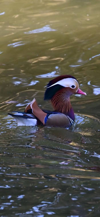 2023年1月10日(火) 坂田ヶ池総合公園の野鳥観察記録