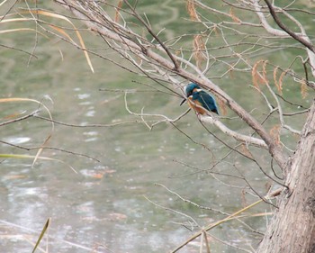 Common Kingfisher 千里南公園 Sun, 1/8/2023