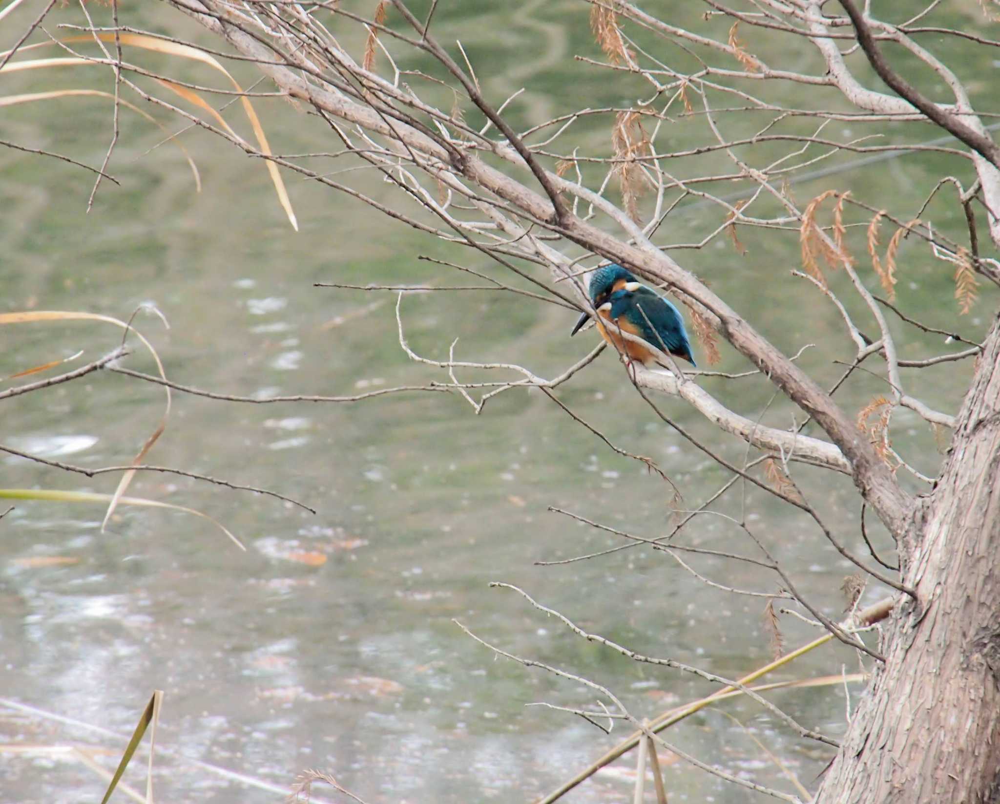 Photo of Common Kingfisher at 千里南公園 by Tsukiaki