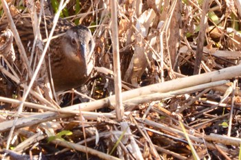 Brown-cheeked Rail Maioka Park Mon, 1/9/2023