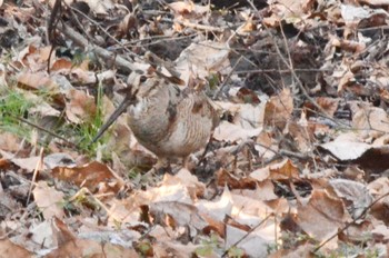 Eurasian Woodcock Maioka Park Mon, 1/9/2023