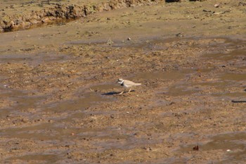 Little Ringed Plover 佐賀県武雄市池ノ内湖 Tue, 12/27/2022