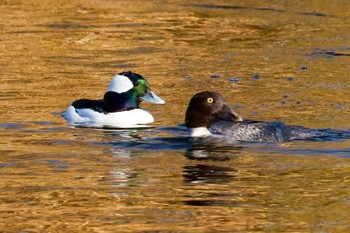 Common Goldeneye 多摩川 Mon, 1/9/2023