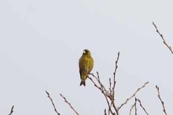 Grey-capped Greenfinch 長崎県大村市野岳湖 Thu, 1/5/2023