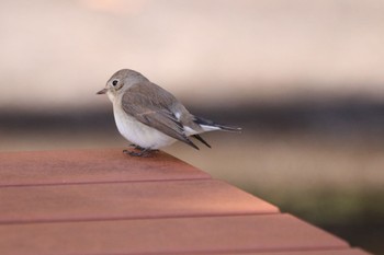 Sun, 12/18/2022 Birding report at 祖父江ワイルドネイチャー緑地