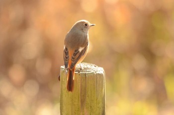 Daurian Redstart Maioka Park Mon, 1/9/2023