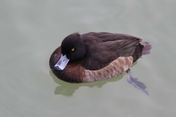 キンクロハジロ 白水大池公園 2023年1月6日(金)