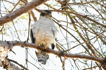 2023年1月9日(月) 井頭公園の野鳥観察記録