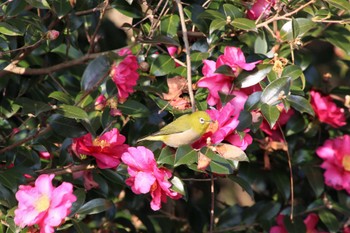 Warbling White-eye 大野城市牛頸ダム Fri, 1/6/2023