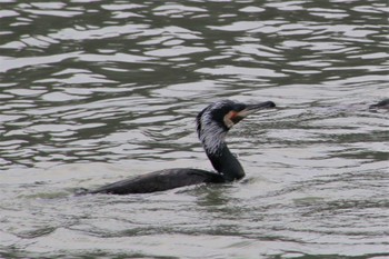 Great Cormorant 白水大池公園 Fri, 1/6/2023