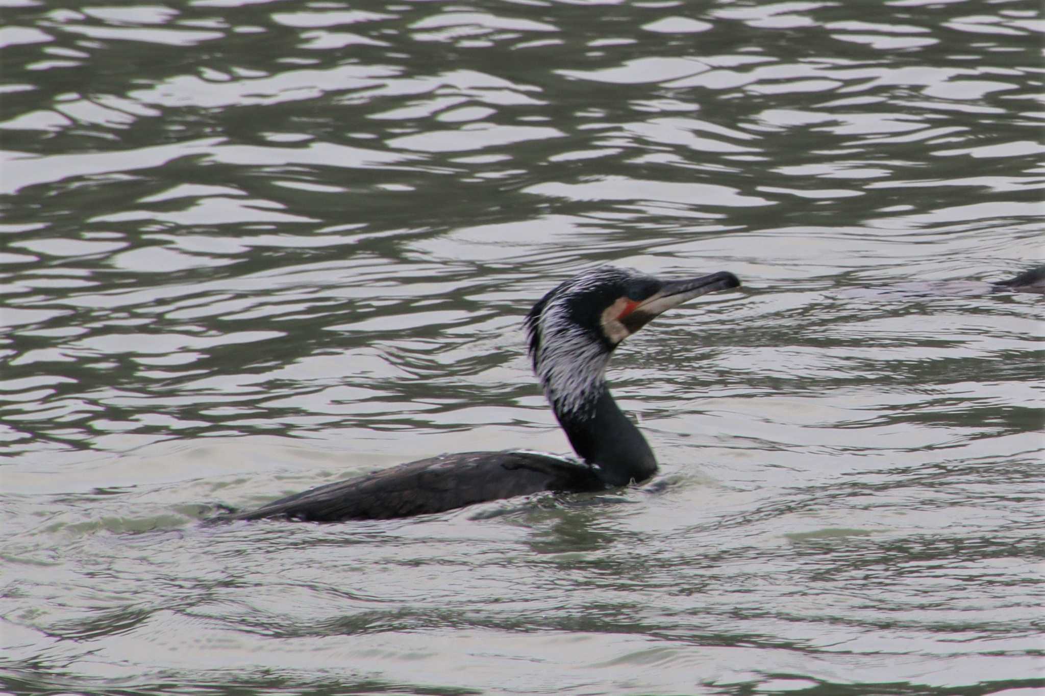 白水大池公園 カワウの写真 by momochan