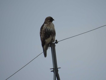 Eastern Buzzard 河北潟 Sun, 1/8/2023