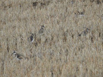 Northern Lapwing 河北潟 Sun, 1/8/2023