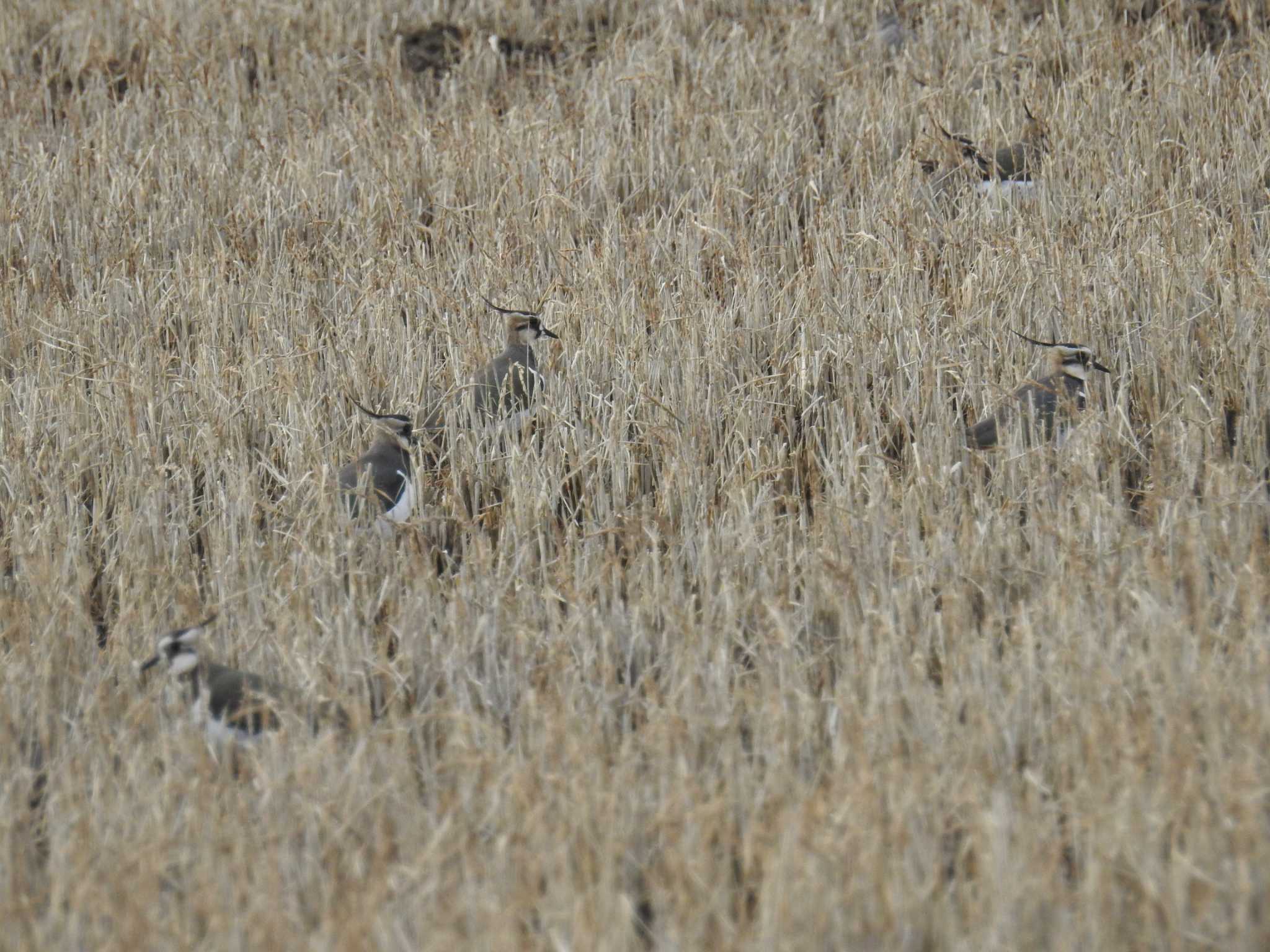 Photo of Northern Lapwing at 河北潟 by Kozakuraband