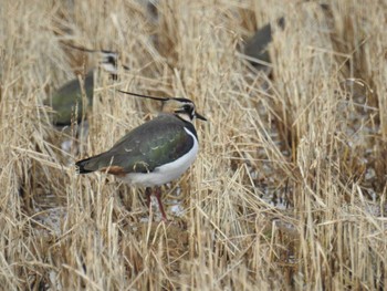 Northern Lapwing 河北潟 Sun, 1/8/2023