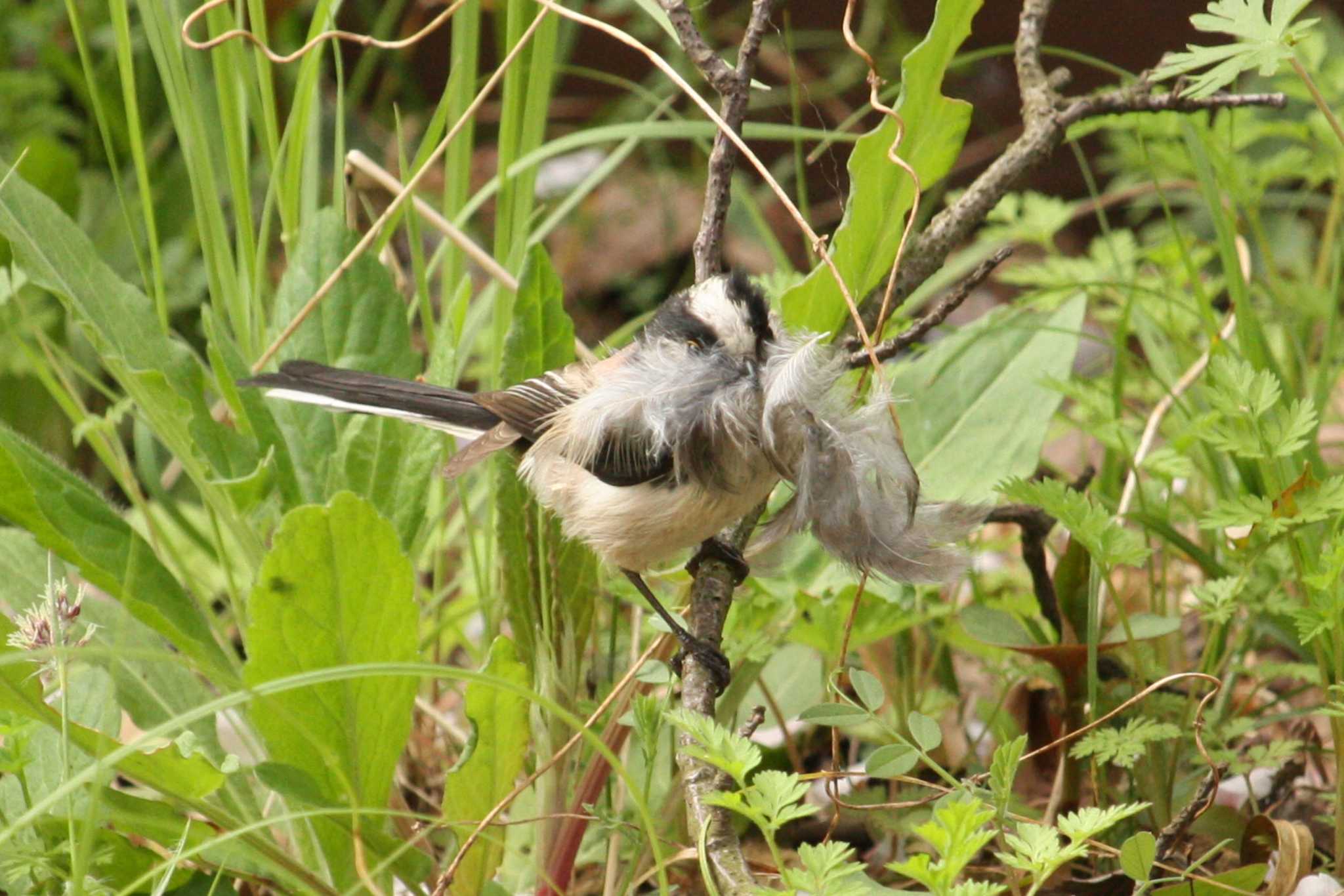 Long-tailed Tit