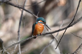 カワセミ 秋ヶ瀬公園 2023年1月4日(水)