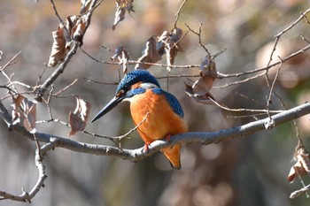 カワセミ 秋ヶ瀬公園 2023年1月4日(水)