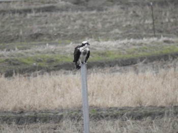 Mon, 1/9/2023 Birding report at 浅野川(松寺橋付近)